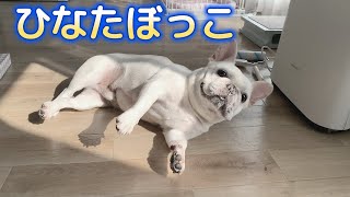 カーテンのすき間にお日様を見つけたよ【フレンチブルドッグ frenchbulldog】 [upl. by Mccully253]