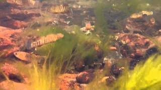 Red River Pupfish and Plains Killifish [upl. by Rodl843]