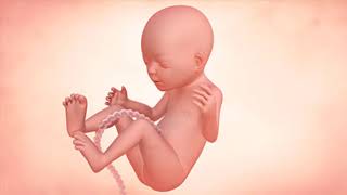 Fetal Development Week by Week Overview [upl. by Scornik]