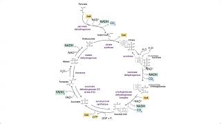 Walktalkthrough the chemistry of the TCA tricarboxylic acid cycle aka citric acid Krebs cycle [upl. by Vinson]