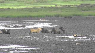 Wildebeests vs lioness  Lake Masek [upl. by Leunamesoj]