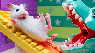 🐹 Hamster vs Pop It maze for pets 🐹 Escape in the Best Hamster Challenges 95 [upl. by Enialb522]