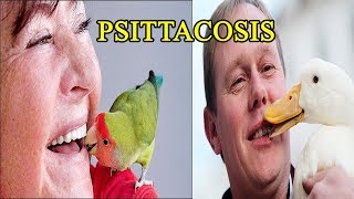 Psittacosis  including symptoms treatment and prevention [upl. by Iharas]