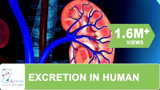 Excretion in human [upl. by Chatterjee]