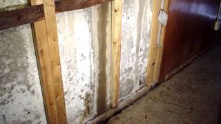 Efflorescence in the Basement Causes and Solutions  Ask the Expert  Lowcountry Foundation Repair [upl. by Haidej235]