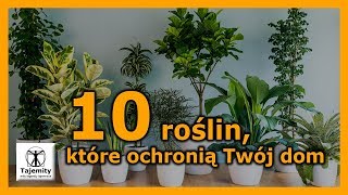 10 roślin które ochronią Twój dom [upl. by Ahsikrats]