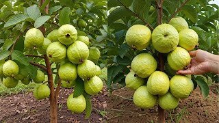 LIVE🔴 🌿Easy Way How to Grow Guava Trees from Cuttings – StepbyStep Guide [upl. by Eatnuahs]