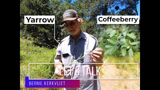 Coffeeberry Rhamnus californica amp Yarrow Achillea millefolium [upl. by Jarvis]