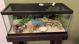 Leopard Gecko 20 gallon long setup narrated by weird guy [upl. by Eugine]