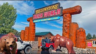 Yellowstone Bear World Drive Thru Wildlife Park  Rexburg Idaho [upl. by Nally920]