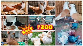 Fancy Kabootar Special  Fancy Pigeon Loft Indian Fantail  Kerala Fancy Kabootar [upl. by Grous]