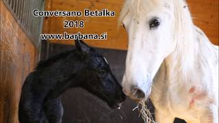 Horse birht outside its a boy Lipizzan Conversano Betalka [upl. by Betthezel]