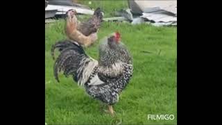 The Alpha male chicken doesn’t play jealous type animals cute funny viral youtubeshorts video [upl. by Burdelle]