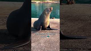 Me Every Morning When My Alarm Goes Off seal cuteanimal funnyvideos [upl. by Aihsenrad86]