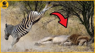 Top 8 Incredible Prey Escapes from Predators  Animals Fighting [upl. by Anirahc]