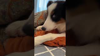 The growth record of border collie AHWAN bordercollie dog puppy [upl. by Nnazil]