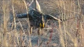 Sharptailed grouse lek [upl. by Rafaj561]