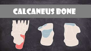 Calcaneus Bone  Anatomy [upl. by Nordna654]