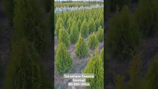 Туя західна Смарагд 80100120см Thuja occidentalis Smaragd найпопулярніша в Європі та Україні [upl. by Gladis962]