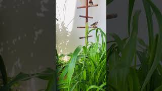 Finch Paradise My Beautiful Aviary with Natural Plants 🌱 birds nature naturelovers finch [upl. by Shanly]