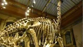 WORLD RECORD The tallest Dinosaur skeleton [upl. by Sheena]