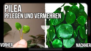 Zimmerpflanzen Ableger  Pilea richtig pflegen und vermehren [upl. by Nomzaj]