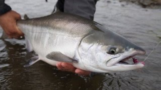 Fly Fishing for Chrome Chum Salmon  OPST [upl. by Nilak]