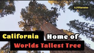 Sequoias Trees of Truly Epic Proportions Learn What It Really Means To Be The Worlds Tallest Tree [upl. by Leunamesoj]