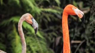 The flamingo for flute and guitar [upl. by Wavell183]