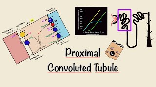 Proximal Convoluted Tubule  PCT  Nephron Transport  Transport Maximum  Renal Physiology [upl. by Aerbma]