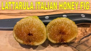 Lattarula Italian Honey Fig  Very Sweet And Very Underrated [upl. by Lathe]