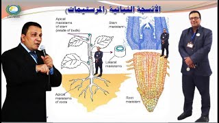 الأنسجةالنباتية أولاً المرستيمات meristems المحاضرة الثامنة الجزء الأول [upl. by Ijuy909]