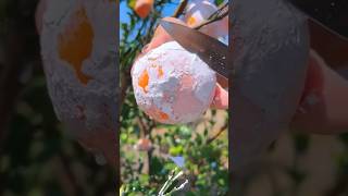 Best relaxing fruit tree farming 🍊 Oddly satisfying fresh kmolatrending🍎cinarviralvideo [upl. by Breger968]