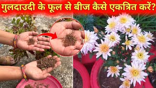 गुलदाउदी के फूल से बीज कैसे एकत्रित करें  Guldaudi Seeds Collection  Padha Seeds Se Kaise Lagaye [upl. by Inafets]