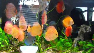 Discus Planted Tank [upl. by Eselahc]