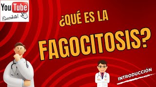 18 ¿Qué es la fagocitosis Curso básico [upl. by Atsirk]