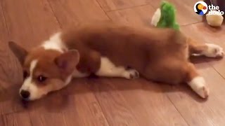 Corgi Puppy Sploot Compilation  The Dodo [upl. by Dibrin]