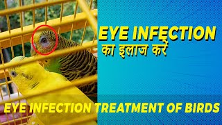 Eye Infection Treatments of Birds  Cipla Betnesol N  Lovebirds Cockatiel  Happy Budgies [upl. by Nnylaehs520]