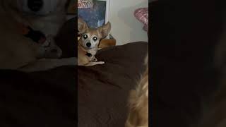 Dogs watch debate chihuahuacute puppycuteanimals dogsdebate trump trumpnewsentertainment [upl. by Garwood]