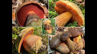 Flockenstieliger amp Netzstieliger Hexenröhrling  Neoboletus erythropus amp Suillellus luridus  2021 [upl. by Michaeline]