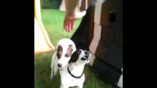 Jack russels mating Growling [upl. by Alegnat736]