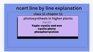 cyclic and non cyclic photo phosphorylation photosynthesis in higher plants NCERT [upl. by Lenra]