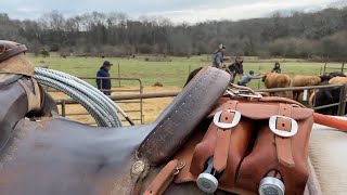 Doctoring Cattle with Pneumonia [upl. by Hploda]