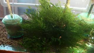 Select Aquatics Presents  P velifera and Initial Tank Setup [upl. by Laurance]