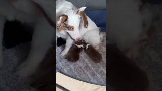 Newborn Baby puppies 🐶 feeding 😍 [upl. by Hewes469]