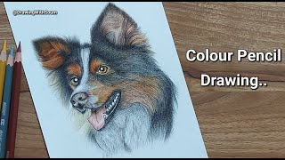 Realistic Dog Portrait Drawing  How to Draw Realistic Fur  Brustro Colour Pencil Drawing [upl. by Ajet]