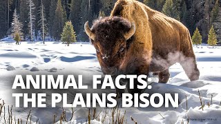 How fast can plains bison run And 4 other bison facts [upl. by Andras]