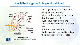 Specialized Hyphae in mycorrhizal fungi  Biodiversity amp EvolutionII  BT201Topic082 [upl. by Shelah75]