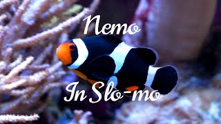 The Black Ocellaris Clownfish You Need In Your Marine Aquarium 🪸 [upl. by Metts]