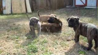 Presa Canario Puppies [upl. by Oznola]